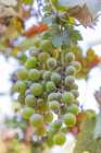 Turkey, Nazilli. Bunch of grapes on the vine. Art Print
